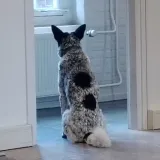 Dots